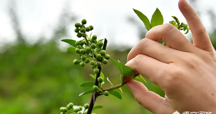 花椒怎么上短視頻教程（花椒怎么育苗？種子需要怎樣進行處理） 花椒怎么上短視頻教程（花椒怎么育苗？種子需要怎樣進行處理） 運營百科