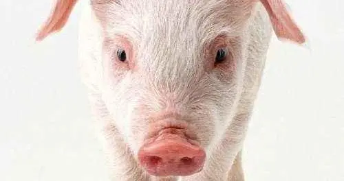 四柱八字先天数(2019年猪年从哪天开始?为何农历猪年只有354天,鼠年却有384天)