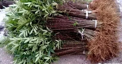 花椒怎么上短視頻教程（花椒怎么育苗？種子需要怎樣進行處理） 花椒怎么上短視頻教程（花椒怎么育苗？種子需要怎樣進行處理） 運營百科