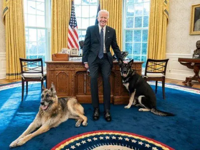 cats-and-dogs-govern-the-country-biden-s-white-house-is-exhausted-why