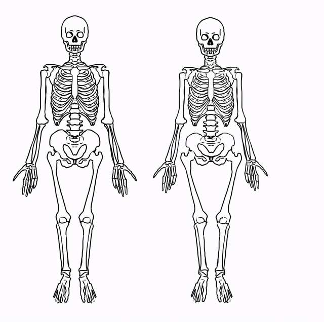 男女生形体画法有什么区别?教你从人体骨骼区分男女生