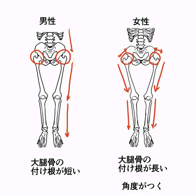 男女生形体画法有什么区别教你从人体骨骼区分男女生的画法