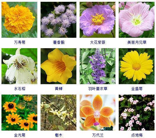 盆景图片名称大全欣赏 花的名称和图片大全