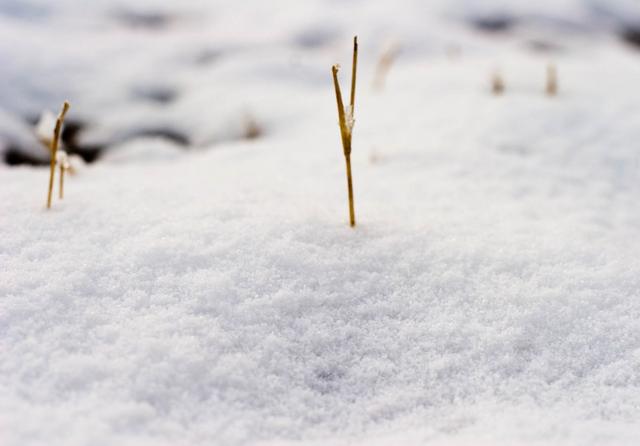 梦见大雪插图