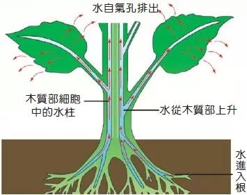 七夕节送什么礼物情人节鲜花养护指南