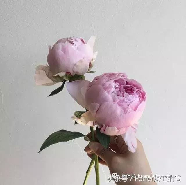 七夕送女朋友什么礼物好最有意义2018情人节送花攻略，比送玫瑰强一万倍~