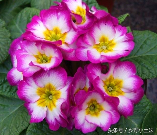 情人节送男友什么好情人节将至，送恋人的花不只有玫瑰，还有报春花