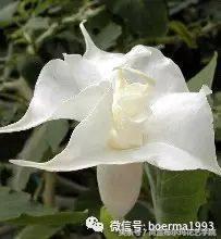 情人节要送什么礼物情人节到了，送你69种花，69种爱~