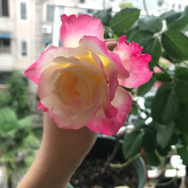 情人节送什么情人节除了玫瑰，这些花也可以送，寓意美好又漂亮，还可盆栽观