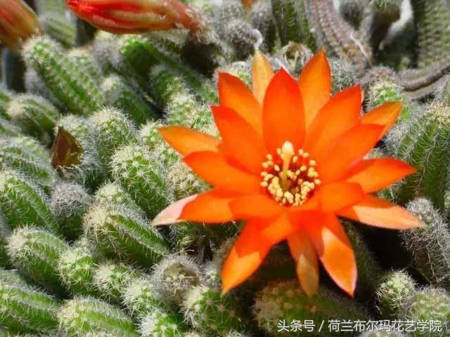 情人节要送什么礼物情人节到了，送你69种花，69种爱~