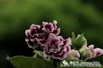 情人节要送什么礼物情人节到了，送你69种花，69种爱~