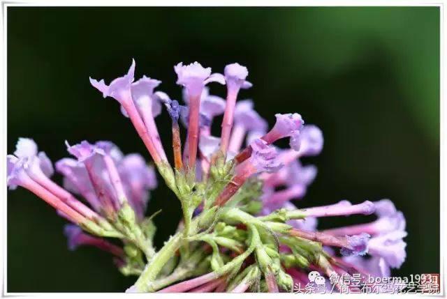 情人节要送什么礼物情人节到了，送你69种花，69种爱~