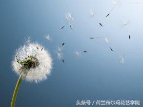 情人节要送什么礼物情人节到了，送你69种花，69种爱~