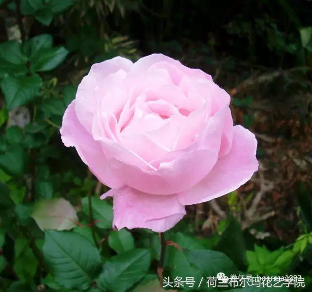 情人节要送什么礼物情人节到了，送你69种花，69种爱~