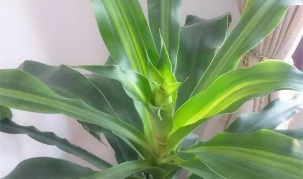 家里养什么植物风水最旺，这八种植物养在家里