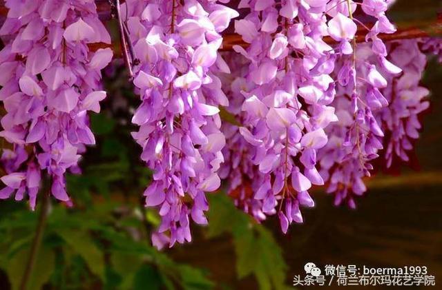 情人节要送什么礼物情人节到了，送你69种花，69种爱~