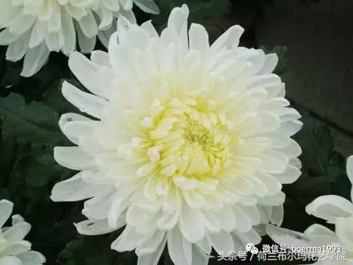 情人节要送什么礼物情人节到了，送你69种花，69种爱~
