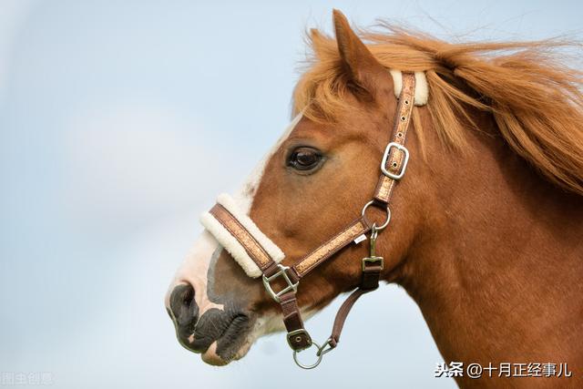 包罗万象是什么生肖 大智大勇是什么生肖插图2