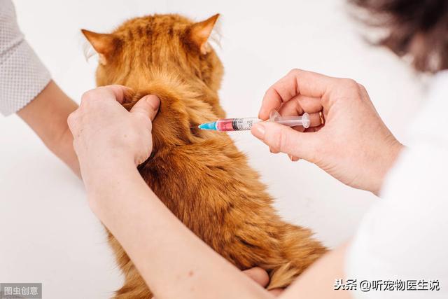 辟謠：貓咪感染貓癬以後就治不好了？檢查下是不是治療方式錯了 萌趣萌寵 第6张