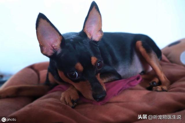 辟謠：狗狗吃熟肉有益健康？熟肉裡面的亞硝酸鹽會導狗狗中毒 萌趣萌寵 第2张