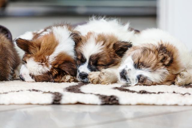 被棄養的中華田園犬養不熟？這些表現只能說明它們非常懂得感恩 萌趣萌寵 第4张
