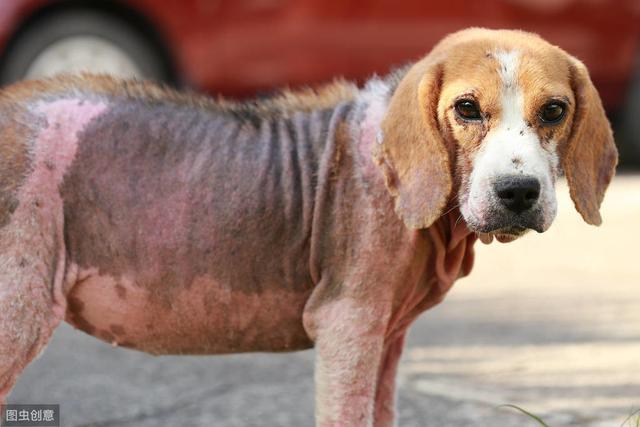 辟謠：犬瘟熱病毒只會引起狗狗呼吸道症狀？皮膚疾病也是一種表現 萌趣萌寵 第4张