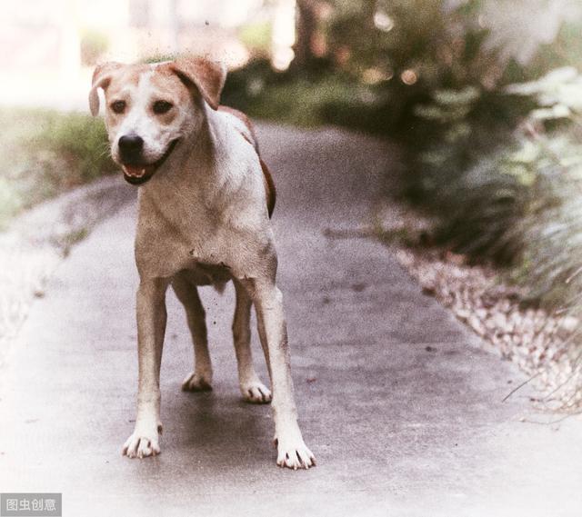 辟謠：中華田園犬不用注射疫苗？感染傳染病和狗狗品種沒有關系 萌趣萌寵 第6张