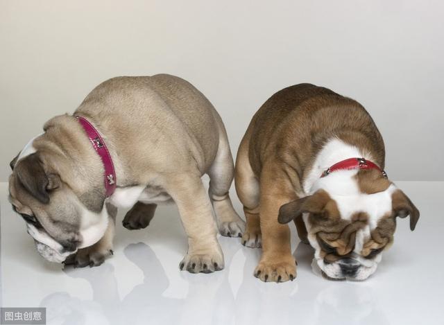 辟謠：犬瘟是狗狗最難預防的傳染病？細小病毒才是它們最大的敵人 萌趣萌寵 第4张