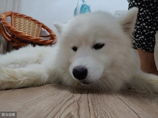 狗狗四肢無法站立，做了很多化驗全部正常，這到底是怎麼了 萌趣萌寵 第1张