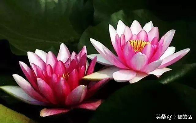 送老婆鲜花寄语简短 老公送老婆什么花好