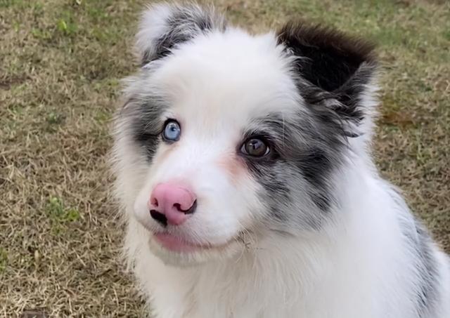 撿到一隻邊牧幼犬，養了一晚上，終於明白了它被遺棄的原因 萌趣萌寵 第1张