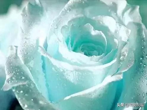 今年情人节流行送什么明日七夕情人节，999999玫瑰花送给群里所有朋友！谁打开