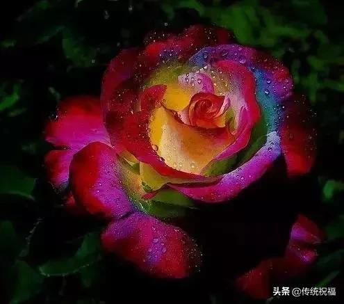 今年情人节流行送什么明日七夕情人节，999999玫瑰花送给群里所有朋友！谁打开