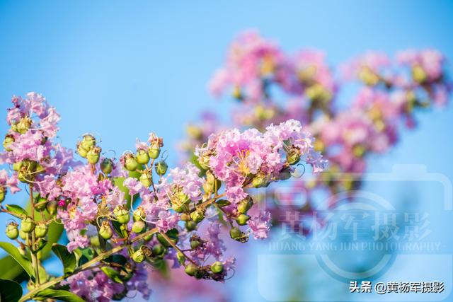 花图片大全大图 清新,花图片大全鲜花真实