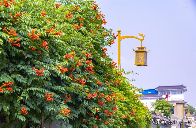 三種「漂亮花」，好養顏值高，卻被花友「嫌棄」，不是沒道理 - 天天要聞