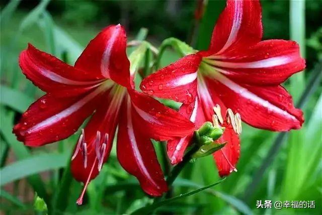 送老婆鲜花寄语简短 老公送老婆什么花好