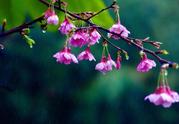 蒙蒙细雨意境的诗句下雨天意境很美的诗句