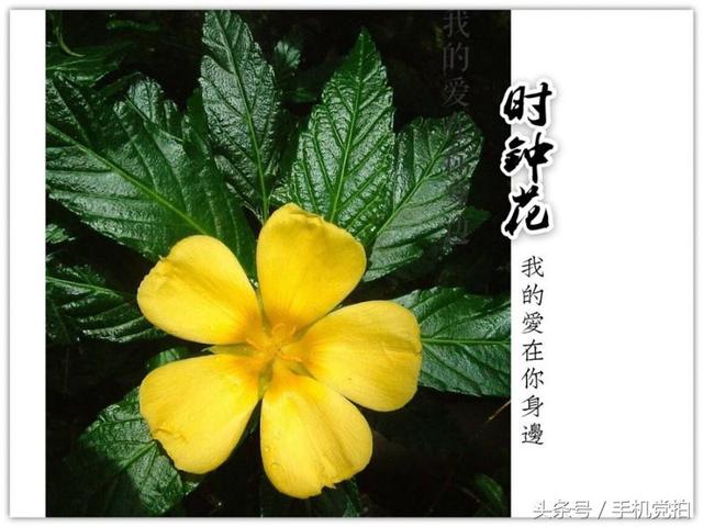 情人节送玫瑰花图片七夕节送你16张心意“表白卡”｜16朵暗藏心意的花语，你