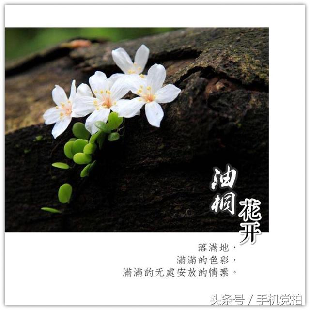 情人节送玫瑰花图片七夕节送你16张心意“表白卡”｜16朵暗藏心意的花语，你