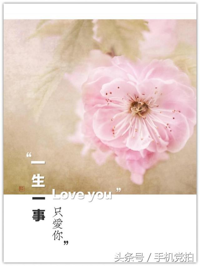 情人节送玫瑰花图片七夕节送你16张心意“表白卡”｜16朵暗藏心意的花语，你