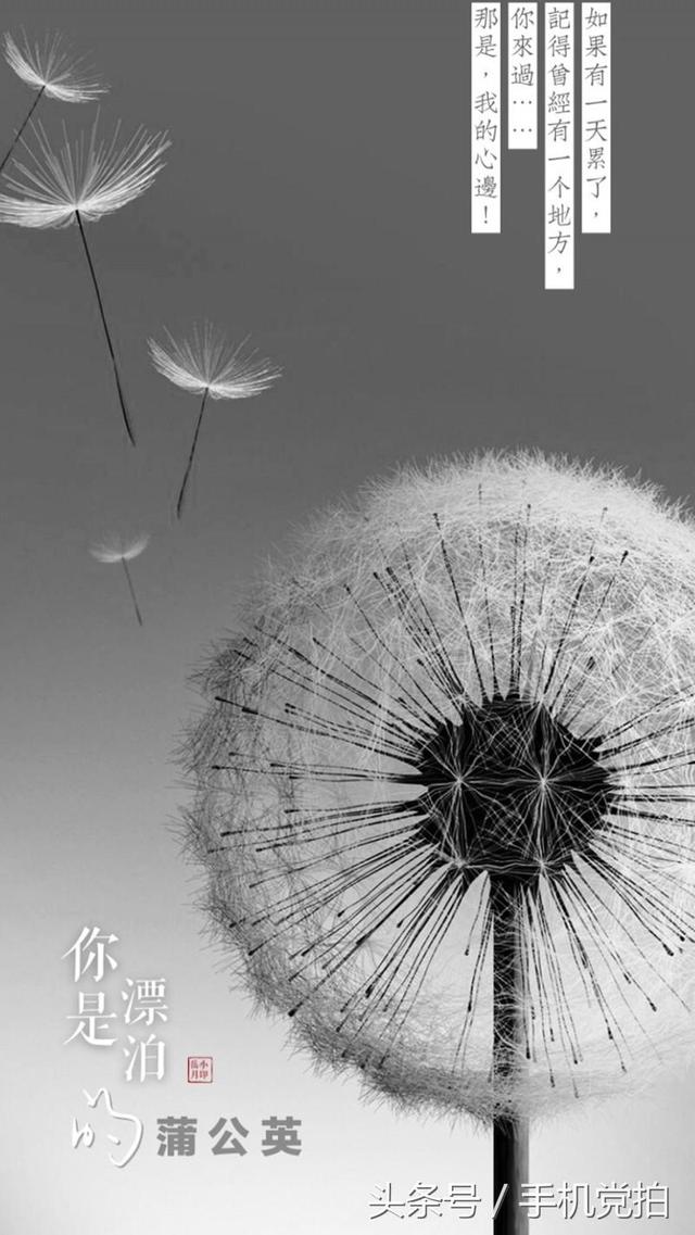 情人节送玫瑰花图片七夕节送你16张心意“表白卡”｜16朵暗藏心意的花语，你
