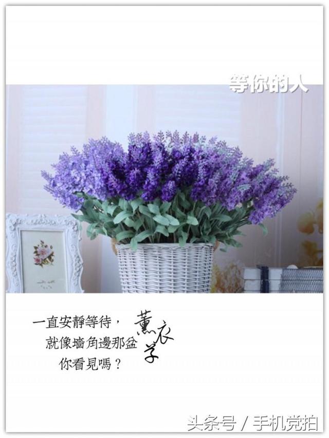 情人节送玫瑰花图片七夕节送你16张心意“表白卡”｜16朵暗藏心意的花语，你