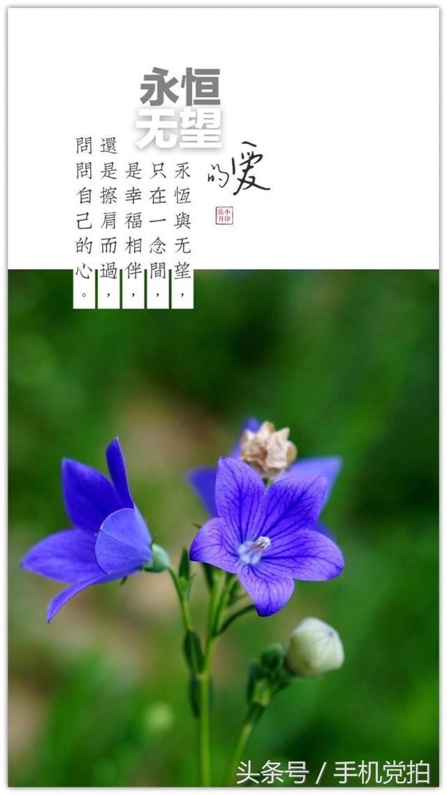 情人节送玫瑰花图片七夕节送你16张心意“表白卡”｜16朵暗藏心意的花语，你