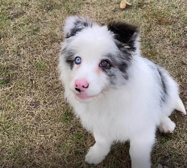 撿到一隻邊牧幼犬，養了一晚上，終於明白了它被遺棄的原因 萌趣萌寵 第6张