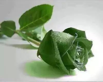 今年情人节流行送什么情人节快乐！所有罕见的玫瑰，送给好友！