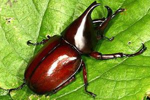 独角仙是什么昆虫，独角仙外形和特点（看了这只甲虫的励志故事）