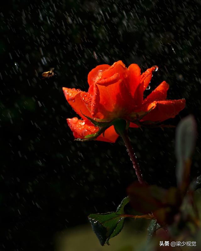 情人节送男友什么好情人节，一组玫瑰花祝您节日快乐