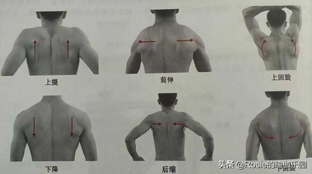 被金晨天鵝頸美到，沒有基因優勢做好這2點，日常養成美頸直角肩 健身減肥達人 第17张