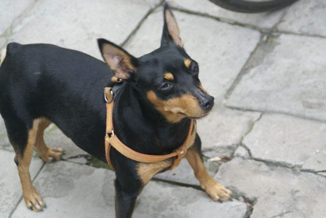 迷你杜宾犬迷你杜宾犬图片及价格