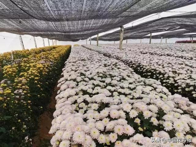 今年情人节送什么好谁说情人节没有鲜花？请签收我为您种下的这片花海